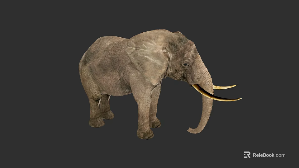Gray African Elephant with Long Curved Tusks and Large Ears Standing Against Dark Background 3d model 