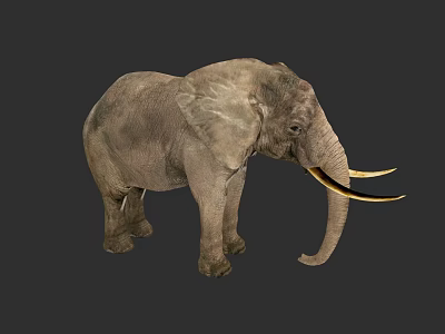 Gray African Elephant with Long Curved Tusks and Large Ears Standing Against Dark Background 3d model