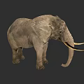Gray African Elephant with Long Curved Tusks and Large Ears Standing Against Dark Background