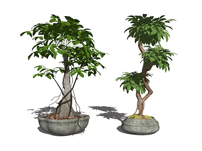 Lush Green Bonsai Potted Plants With Curved Trunks In Textured Stone Pots 3d model
