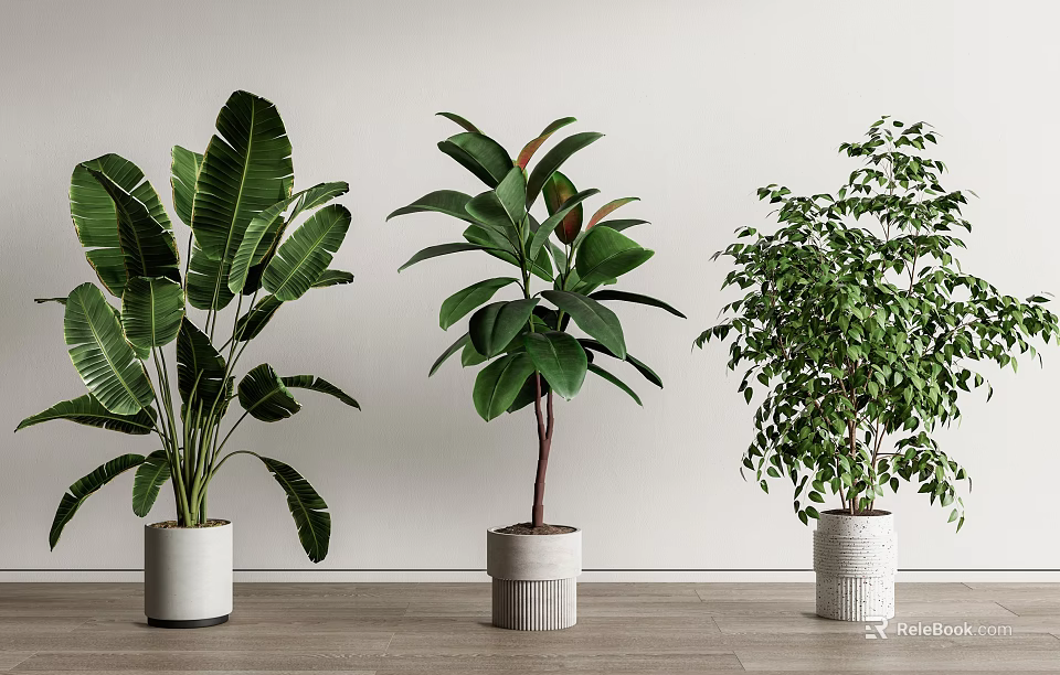 Various Leafy Potted Plants in White Pots on Wooden Floor with White Wall 3d model 