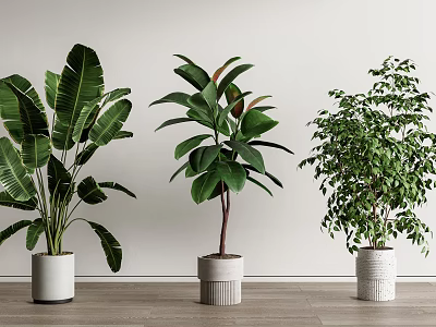 Various Leafy Potted Plants in White Pots on Wooden Floor with White Wall 3d model