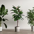 Various Leafy Potted Plants in White Pots on Wooden Floor with White Wall