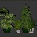 Lush Indoor Potted Plants With Various Green Leaves In Green And White Decorative Pots