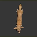 Fennec Fox With Large Ears And Light Brown Fur Standing On Dark Background