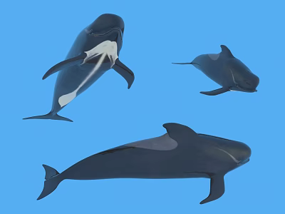 Three Black Dolphins Swimming Gracefully in Clear Blue Ocean Water 3d model