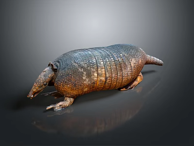 Armadillo Showcasing Detailed Body Structure With Armored Shell On Dark Reflective Surface 3d model