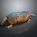 Armadillo Showcasing Detailed Body Structure With Armored Shell On Dark Reflective Surface