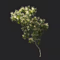 Arbor With Lush Variegated Foliage And Slender Trunk Against Dark Background With Human Silhouette