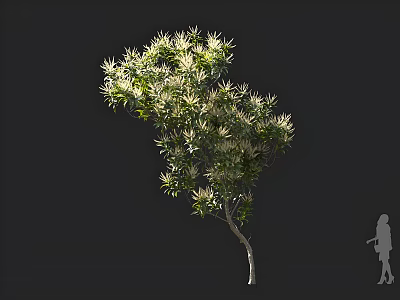 Arbor With Lush Variegated Foliage And Slender Trunk Against Dark Background With Human Silhouette 3d model