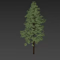 Tall Green Leafy Arbor Tree Standing With Single Person Isolated On White Background