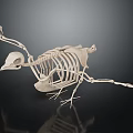 Avian Skeleton Anatomical Structure With Detailed Bone Framework And Scientific 3d model