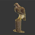 Rufous and White Hawk Perched on Wooden Stump with Yellow Talons Against Gray Background