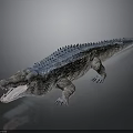 3D Crocodile Model With Blue Back Open Mouth And Gray Background Reflection