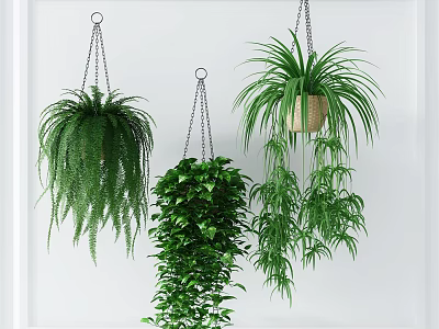 Hanging Basket Plants With Trailing Green Foliage For Indoor Home Decor 3d model