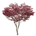 Ornamental Deciduous Trees With Lush Red Purple Foliage And Slender Branches