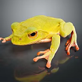 Green Yellow Frog With Large Eyes And Orange Toes On Dark Background With Reflection