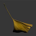 Golden Ginkgo Leaf With Visible Veins Isolated On Dark Background Surface