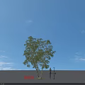 Weeping Birch Tree Standing 16 Meters Tall In Open Ground With Blue Sky