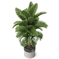 Tropical Green Potted Plant With Large Fronds In Silver Rim White Metal Planter