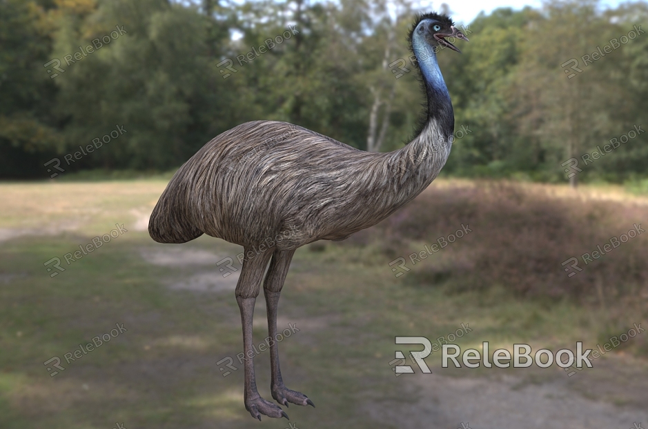 emu australian ostrich australia ostrich animal model