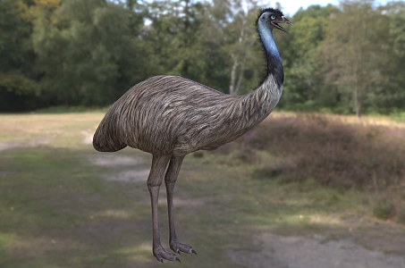 emu australian ostrich australia ostrich animal 3d model