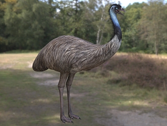 emu australian ostrich australia ostrich animal 3d model