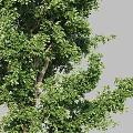 Bonsai Plant With Green Leafy Tree And White Decorative Branches 3d model