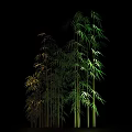 Lush Bamboo Forest With Tall Stems And Vibrant Green Leaves In Natural Night View