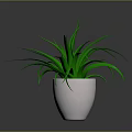 Vibrant Green Plant In White Ceramic Pot With Dark Background And Fresh Leaves