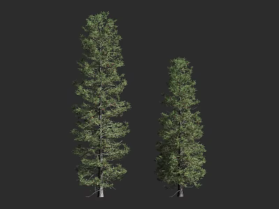Two Tall Arbor Trees With Lush Green Foliage And Straight Trunks 3d model