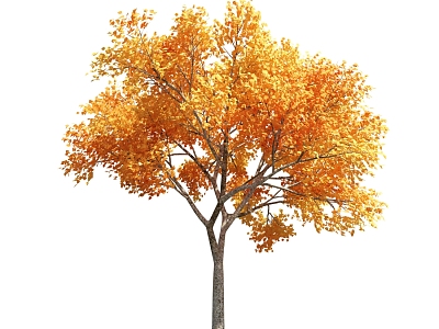 The Modern Tree model