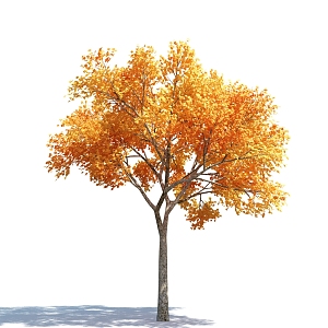 The Modern Tree 3d model