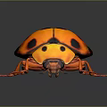 Orange Black Spotted Ladybug Detailed Close Up View With Shiny Exoskeleton