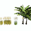 Various Agricultural Crops Including Banana Trees And Rice Plants In Growth