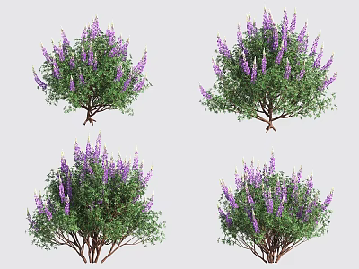 Purple Flowering Shrub Varieties With Green Foliage And Different Growth Forms 3d model