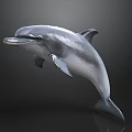 Realistic Gray And White Dolphin Leaping With Shiny Surface On Dark Background