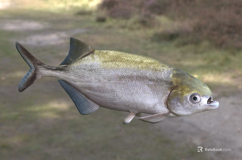 Distinctive Streamlined Aquatic Fish With Silver Body Green Back And Large Eyes 3d model 