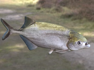 Distinctive Streamlined Aquatic Fish With Silver Body Green Back And Large Eyes 3d model