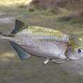 Distinctive Streamlined Aquatic Fish With Silver Body Green Back And Large Eyes