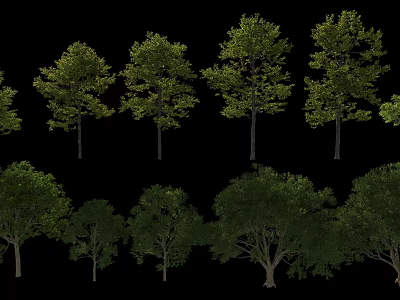 Different Types Of Arbor Trees With Green Foliage Various Sizes And Tall Trunks 3d model