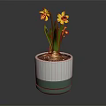 Yellow Daffodils in White and Green Two Tone Pot with Exposed Bulb and Green Leaves