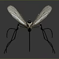 Detailed Mosquito With Transparent Wings Long Legs And Black White Body On Gray Background