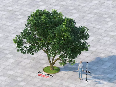Large Arbor With Green Leaves On Paved Square Person Beside Indicating 6 Meters Height 3d model