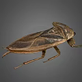 Giant Water Bug Detailed View With Brown Exoskeleton And Long Legs 3d model