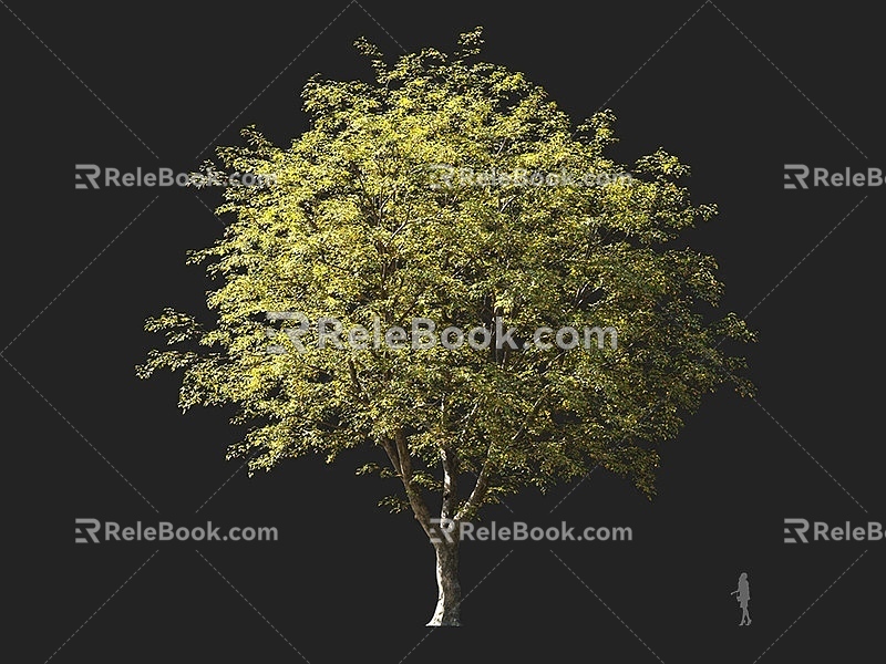 Iron Tree America Iron Tree Street Tree Roadside Tree Street Tree Roadside Tree Round Head Tree Landscape Tree Ornamental Tree Shade Tree Garden Tree 3d model