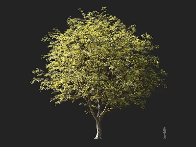 Mature Arbor With Lush Green Leaves Brown Trunk And Human Figure For Scale 3d model