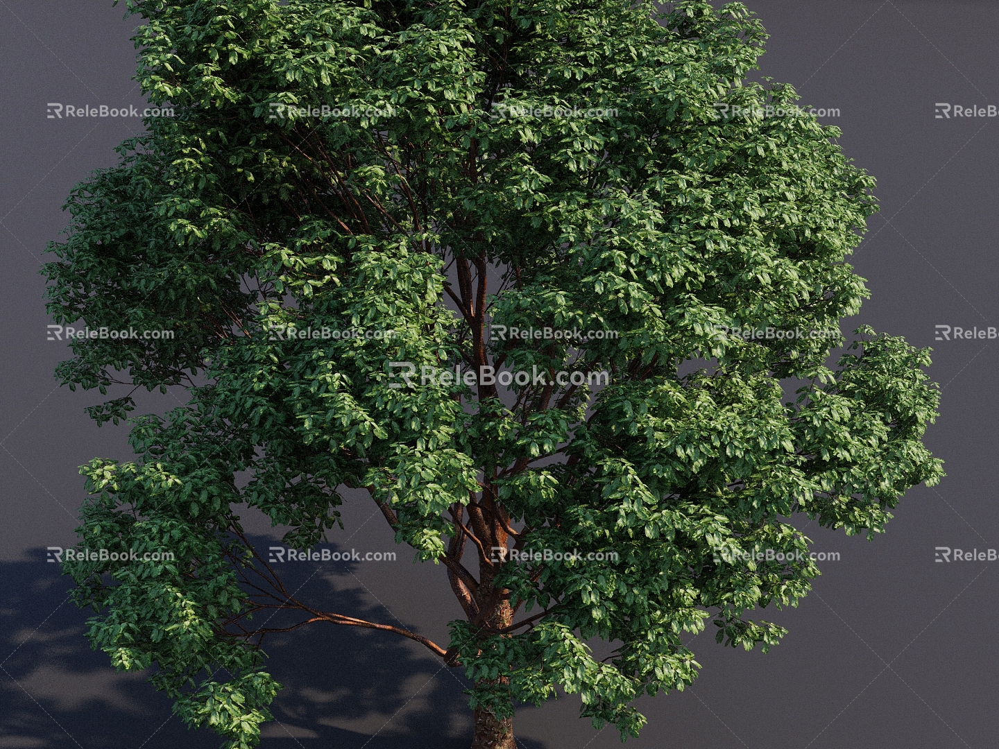 Acer bloodskin big tree tree landscape tree tall tree garden plant tree 3d model