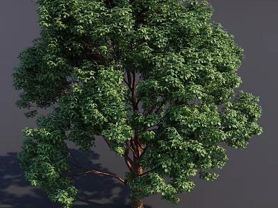 Lush Tall Arbor With Green Foliage Dense Canopy Strong Trunk And Natural Shadow 3d model