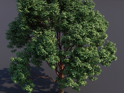 Acer bloodskin big tree landscape tree tall tree garden plant tree 3d model